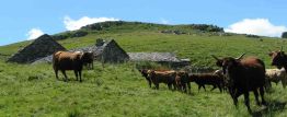 Burons et vaches Salers